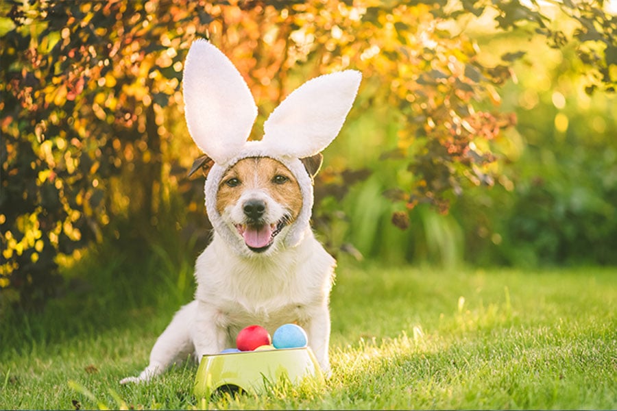 Hosting a pawfect Easter Egg Hunt for your pooch