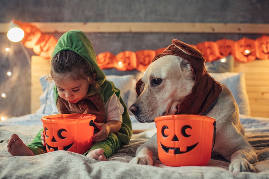 The Pawfect Halloween Costumes For Your Pet