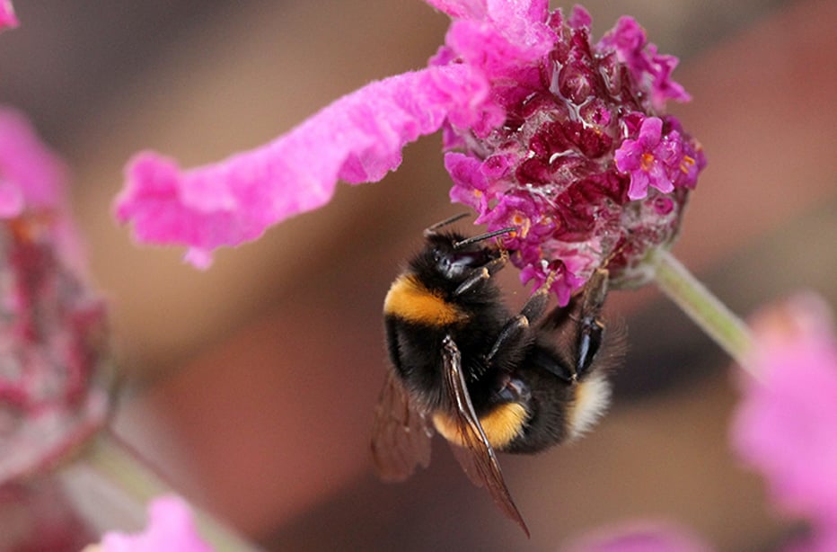 Bee Kind – 5 Simple Ways You Can Help Save The Bees In Your Garden