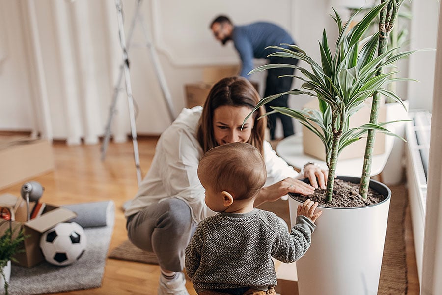 How to look after your houseplants in winter