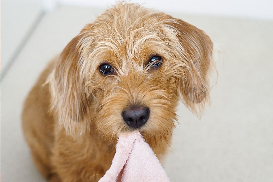 Things You Wished You Knew Before Owning a Dog